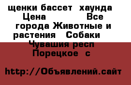 щенки бассет- хаунда › Цена ­ 20 000 - Все города Животные и растения » Собаки   . Чувашия респ.,Порецкое. с.